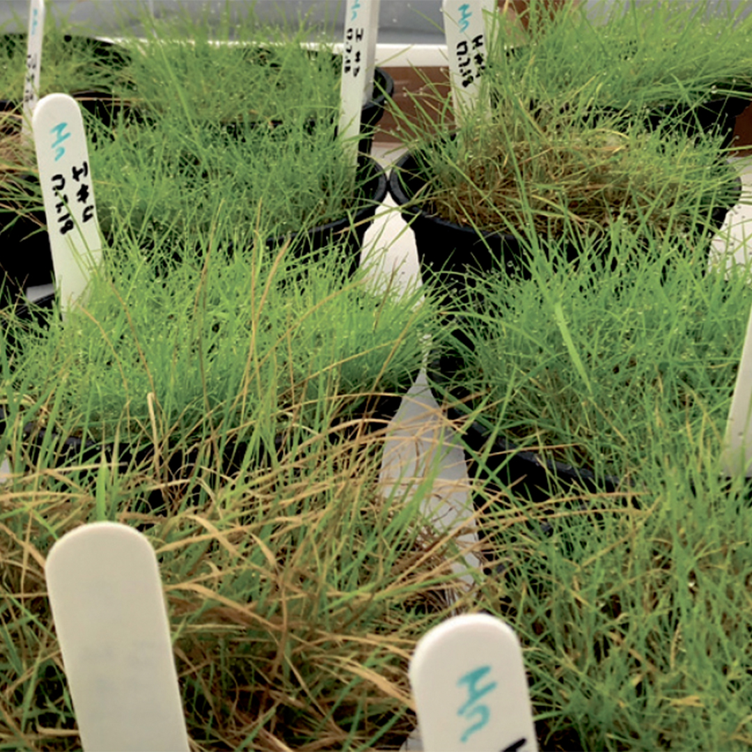 TourTurf® IDC Infill Defence Concept  9-0-0 + 4% Fe